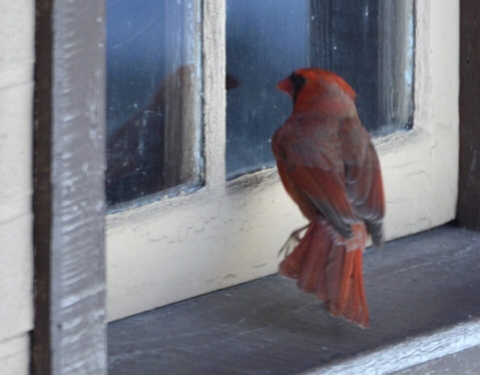 What's the meaning of Red Cardinal at window? Is it good fortune?